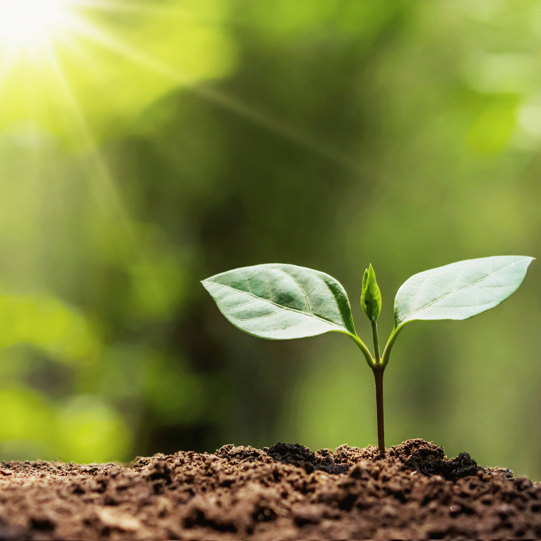 Planting Seeds to Tomorrow